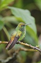 Biosphoto | 1500434 | Coppery-headed Emerald (Elvira cupreiceps), male perched on banana leaf, Central Valley, Costa Rica, Central America | &copy; Rolf Nussbaumer / imageBROKER / Biosphoto