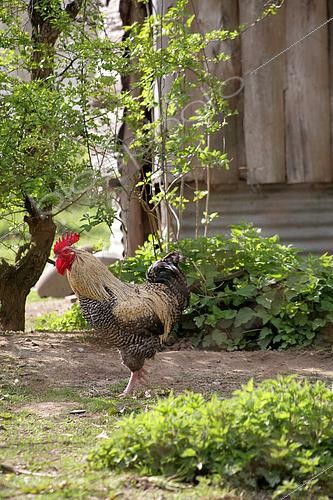 Biosphoto | 2450835 | Coq au poulailler au printemps, France | &copy; Patricia Méaille / Biosphoto