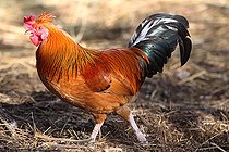 Biosphoto | 2546847 | Coq bankiva dans une ferme, France | &copy; Eric Guilloret / Biosphoto