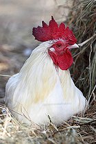 Biosphoto | 2546857 | Coq blanc couché dans une ferme, France | &copy; Eric Guilloret / Biosphoto