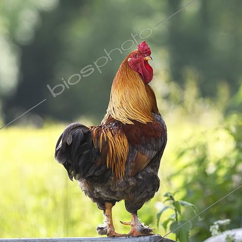 Biosphoto | 2592220 | Coq Brahma perdrix dans la lumière du soir - Bien-être animal - Auvergne - France | &copy; Monique Morin / Biosphoto
