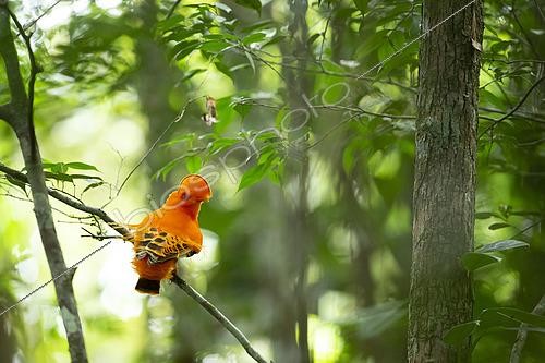 Biosphoto | 2592681 | Coq-de-roche orange posé sur une branche. Rupicola rupicola. | &copy; Nicolas Defaux / Biosphoto