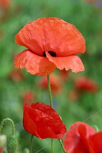 Biosphoto | 587727 | Coquelicot 'Angels Wings' dans un jardin | &copy; Frédéric Didillon / Biosphoto