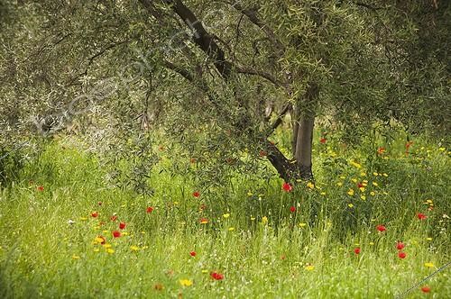 Biosphoto | 2012690 | Coquelicot Fleur sauvage Oleacées ; Olive, Olea europea, tree growing in a meadow among wildflowers including Field poppy, Papaver rhoeas. | &copy; Carol Sharp / Flowerphotos / Biosphoto