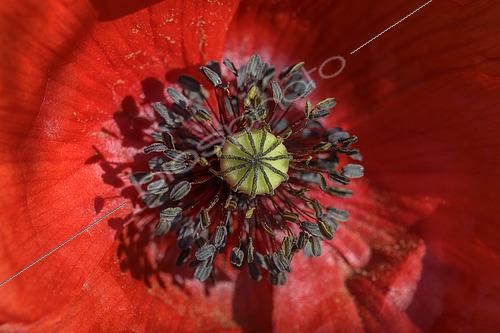 Biosphoto | 2450012 | Coquelicot (Papaver rhoeas) fleur, Bugey, Ain, France | &copy; Jean-Philippe Delobelle / Biosphoto