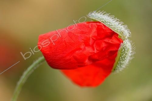 Biosphoto | 32975 | Coquelicot Picardie France | &copy; Cyril Ruoso / Biosphoto