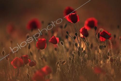 Biosphoto | 1417517 | Coquelicots dans la lumière du soleil couchant | &copy; Christophe Perelle / Biosphoto