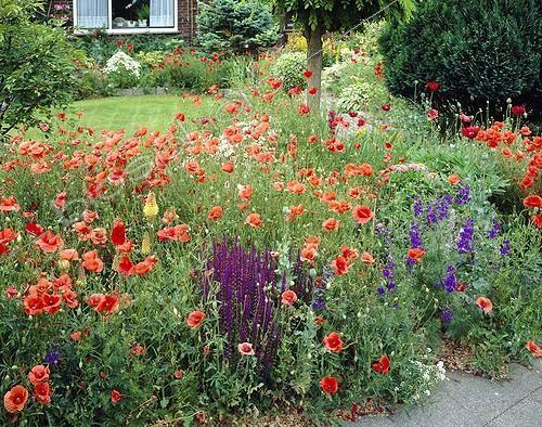Biosphoto | 1088380 | Coquelicots dans un jardin | &copy; Visions Botanical / Visions Pictures / Biosphoto