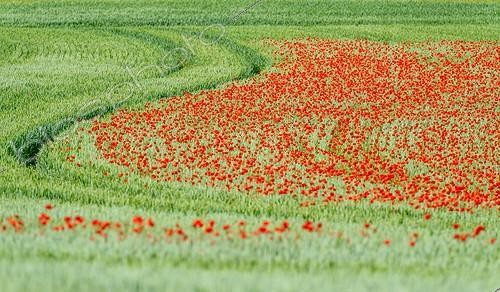 Biosphoto | 2043340 | Coquelicots en fleur dans un champ de blé - Bourgogne France | &copy; Gilles Ménanteau / Biosphoto