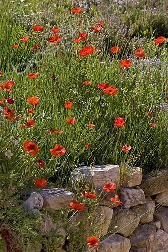 Biosphoto | 754845 | Coquelicots en fleur sur vieux mur de pierre Provence France | &copy; Michel Gunther / Biosphoto