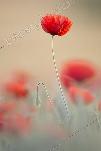 Biosphoto | 2048340 | Coquelicots en fleurs dans un champ d'Orge - Alsace France | &copy; Eric Ferry / Biosphoto