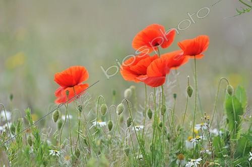 Biosphoto | 1988941 | Coquelicots en fleurs - France | &copy; Guy Piton / Biosphoto