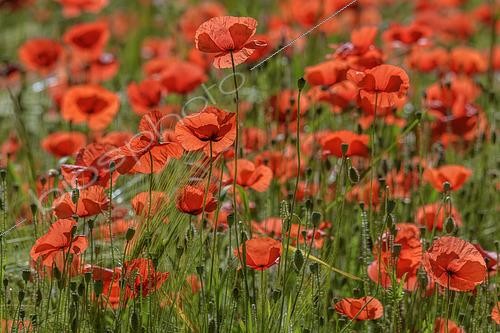 Biosphoto | 2450007 | Coquelicots (Papaver rhoeas) en pleine floraison, Bugey, Ain, France | &copy; Jean-Philippe Delobelle / Biosphoto