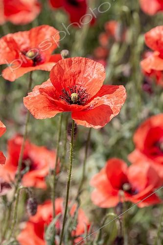 Biosphoto | 2518491 | Coquelicots (Papaver rhoeas), Gard, France | &copy; Marie Aymerez / Biosphoto