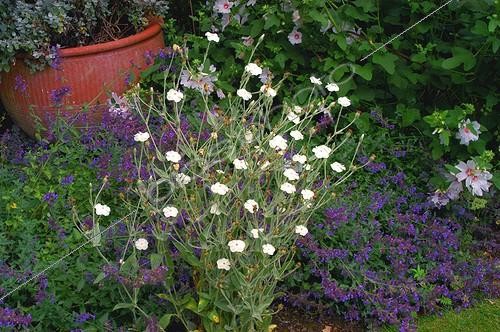 Biosphoto | 55785 | Coquelourde des jardins  Alba  Jardin de Plantbessin | &copy; Frédéric Didillon / Biosphoto