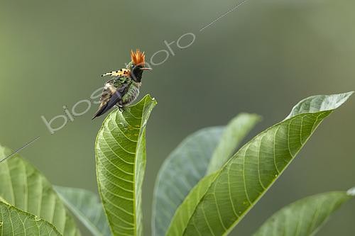 Biosphoto | 2592685 | Coquette huppe-col (Lophornis ornatus) mâle sur une feuille, Guyane Française | &copy; Nicolas Defaux / Biosphoto