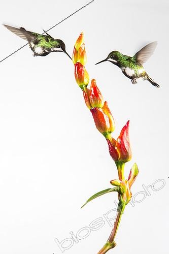 Biosphoto | 2089050 | Coquettes à queue fine (Discosura conversii) butinant en vol, Mindo, Equateur | &copy; Óscar Díez Martínez / Biosphoto