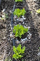 Biosphoto | 2450736 | Coquilles d’œufs cassées autour des salades pour faire barrage aux limaces en été, Pas de Calais, France | &copy; Yann Avril / Biosphoto