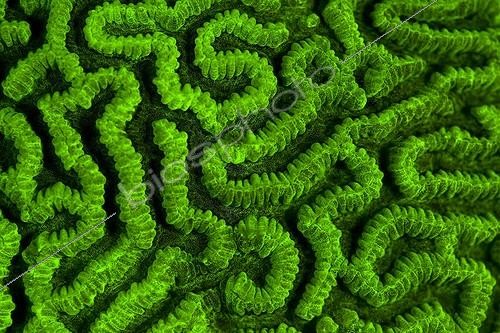 Biosphoto | 1267692 | Corail cerveau ; Fluorescing Hard Coral, Buyat Bay, North Sulawesi, Indonesia | &copy; Ethan Daniels / WaterFrame / Biosphoto
