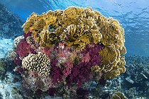 Biosphoto | 2583329 | Corail de feu (Millepora sp) et Corail mou (Dendronephthya sp). Le corail de feu est urticant et, lorsqu'on le touche, il peut laisser des cicatrices sur la peau pendant plusieurs jours. Récif corallien, coraux. Parc national de Ras Muhammad (Sharm Al Sheikh - Raas Mohammed) et détroit de Tiran. Péninsule du Sinaï. Mer Rouge, Égypte. | &copy; Sergio Hanquet / Biosphoto