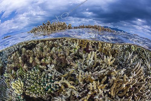 Biosphoto | 2589712 | Corail en grande souffrance après le passage d'une vague de chaleur provoquée par le phénomène El niño entre mars et avril 2024. Mayotte | &copy; Gabriel Barathieu / Biosphoto