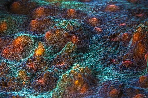 Biosphoto | 2526621 | Corail encroutant à 50 mètres de profondeur, Mayotte | &copy; Gabriel Barathieu / Biosphoto