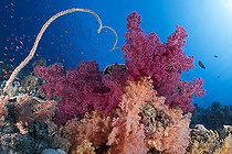 Biosphoto | 2583305 | Corail mou (Dendronephthya sp) et corail fouet (Junceella sp). Récif corallien. Parc national de Ras Muhammad (Sharm Al Sheikh - Raas Mohammed) et détroit de Tiran. Péninsule du Sinaï. Mer Rouge, Égypte. | &copy; Sergio Hanquet / Biosphoto