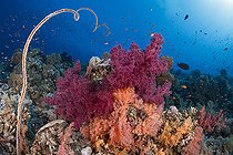 Biosphoto | 2583307 | Corail mou (Dendronephthya sp) et corail fouet (Junceella sp). Récif corallien. Parc national de Ras Muhammad (Sharm Al Sheikh - Raas Mohammed) et détroit de Tiran. Péninsule du Sinaï. Mer Rouge, Égypte. | &copy; Sergio Hanquet / Biosphoto