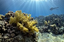 Biosphoto | 2583299 | Corail mou (Dendronephthya sp). Récif corallien. Parc national de Ras Muhammad (Sharm Al Sheikh - Raas Mohammed) et détroit de Tiran. Péninsule du Sinaï. Mer Rouge, Égypte. | &copy; Sergio Hanquet / Biosphoto