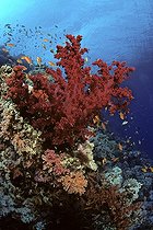 Biosphoto | 49663 | Corail mou Shark Yollanda reef  Ras Mohammed Egypte | &copy; Jean Cassou / Biosphoto