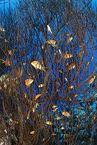 Biosphoto | 2583314 | Corail noir et Barbiers rouges (Pseudanthias squamipinnis). Récif corallien, coraux. Parc national de Ras Muhammad (Sharm Al Sheikh - Raas Mohammed) et détroit de Tiran. Péninsule du Sinaï. Mer Rouge, Egypte. | &copy; Sergio Hanquet / Biosphoto