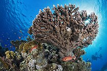 Biosphoto | 2583318 | Corail tabulaire du genre Acropora. Récif corallien, coraux. Parc national de Ras Muhammad (Sharm Al Sheikh - Raas Mohammed) et détroit de Tiran. Péninsule du Sinaï. Mer Rouge, Egypte. | &copy; Sergio Hanquet / Biosphoto