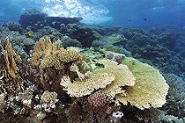 Biosphoto | 2583324 | Corail tabulaire du genre Acropora. Récif corallien, coraux. Parc national de Ras Muhammad (Sharm Al Sheikh - Raas Mohammed) et détroit de Tiran. Péninsule du Sinaï. Mer Rouge, Egypte. | &copy; Sergio Hanquet / Biosphoto