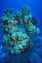 Biosphoto | 981110 | Coral Block with Pygmy Sweepers, Ras Mohammed, Sinai, Red Sea, Egypt | &copy; Borut Furlan / WaterFrame / Biosphoto
