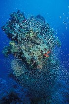 Biosphoto | 981111 | Coral Block with Pygmy Sweepers, Ras Mohammed, Sinai, Red Sea, Egypt | &copy; Borut Furlan / WaterFrame / Biosphoto