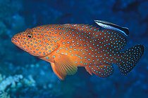 Biosphoto | 981094 | Coral Grouper and Cleaner Wrasse, Ras Mohammed, Sinai, Red Sea, Egypt | &copy; Borut Furlan / WaterFrame / Biosphoto