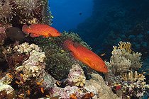 Biosphoto | 2050803 | Coral Grouper, Cephalopholis miniata, Red Sea, Ras Mohammed, Egypt | &copy; Reinhard Dirscherl / Biosphoto