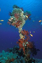 Biosphoto | 980994 | Coral Growing, Ras Mohammed, Sinai, Red Sea, Egypt | &copy; Borut Furlan / WaterFrame / Biosphoto