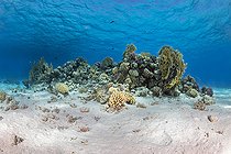 Biosphoto | 2583330 | Coral reef and the sea surface. Hard corals (madrépora, Milleproa, Pocillopora damicornis, Acropora humilis and Pocillopora verrucosa). Ras Muhammad National Park (Sharm Al Sheikh - Raas Mohammed) and Tiran Strait. Sinai Peninsula. Red Sea, Egypt. | &copy; Sergio Hanquet / Biosphoto