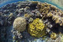 Biosphoto | 2583338 | Coral reef reflected on the sea surface. Corals (Turbinaria reniformis, madrépora, Milleproa, Pocillopora damicornis, Acropora humilis and Pocillopora verrucosa). Ras Muhammad National Park (Sharm Al Sheikh - Raas Mohammed) and Tiran Strait. Sinai Peninsula. Red Sea, Egypt. | &copy; Sergio Hanquet / Biosphoto