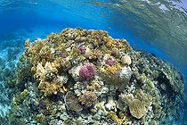 Biosphoto | 2583342 | Coral reef reflected on the sea surface. Hard corals (madrépora, Milleproa, Pocillopora damicornis, Acropora humilis and Pocillopora verrucosa). Ras Muhammad National Park (Sharm Al Sheikh - Raas Mohammed) and Tiran Strait. Sinai Peninsula. Red Sea, Egypt. | &copy; Sergio Hanquet / Biosphoto