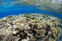 Biosphoto | 2583343 | Coral reef reflected on the sea surface. Hard corals (madrépora, Milleproa, Pocillopora damicornis, Acropora humilis and Pocillopora verrucosa). Ras Muhammad National Park (Sharm Al Sheikh - Raas Mohammed) and Tiran Strait. Sinai Peninsula. Red Sea, Egypt. | &copy; Sergio Hanquet / Biosphoto