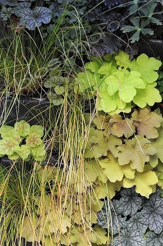 Biosphoto | 1649873 | Coralbells and grasses on a vertical garden ; Designer: Pierre-Alexandre RISSER | &copy; Alexandre Petzold / Biosphoto