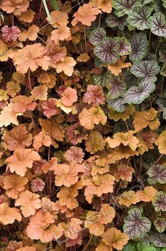 Biosphoto | 900696 | Coralbells on a vertical garden | &copy; Alexandre Petzold / Biosphoto