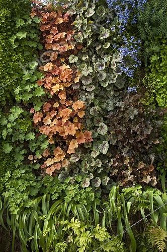 Biosphoto | 1528895 | Coralbells on a vertical garden ; Designer: Pierre-Alexandre RISSER | &copy; Alexandre Petzold / Biosphoto