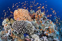 Biosphoto | 2583309 | Corals and lyretail anthias (Pseudanthias squamipinnis). Coral reef, corals. Ras Muhammad National Park (Sharm Al Sheikh - Raas Mohammed) and Tiran Strait. Sinai Peninsula. Red Sea, Egypt. | &copy; Sergio Hanquet / Biosphoto