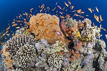 Biosphoto | 2583308 | Coraux et Barbiers rouges (Pseudanthias squamipinnis). Récif corallien, coraux. Parc national de Ras Muhammad (Sharm Al Sheikh - Raas Mohammed) et détroit de Tiran. Péninsule du Sinaï. Mer Rouge, Egypte. | &copy; Sergio Hanquet / Biosphoto