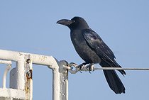 Biosphoto | 2601859 | Corbeau à gros bec (Corvus macrorhynchos) sur un fil, Hokkaido, Japon | &copy; Frédéric Desmette / Biosphoto