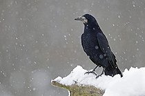 Biosphoto | 1251537 | Corbeau freux dans la neige à Brognard en hiver France | &copy; Dominique Delfino / Biosphoto