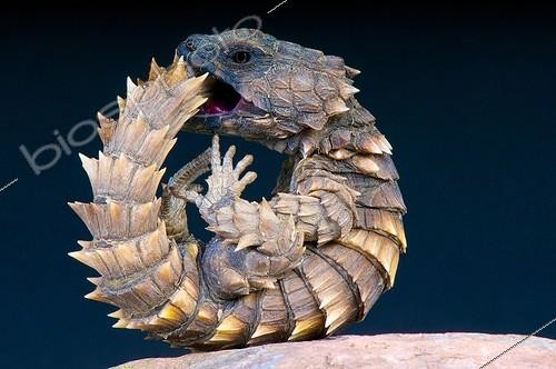 Biosphoto | 2064028 | Cordyle cataphracte (Cordylus cataphractus), Afrique du Sud | &copy; Matthijs Kuijpers / Biosphoto